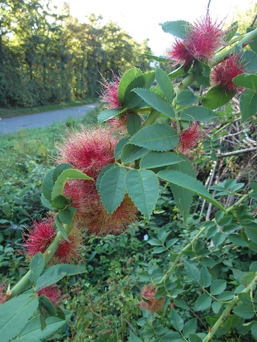 Mossy Rose Gall Wasp