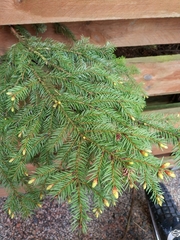 Picea abies
