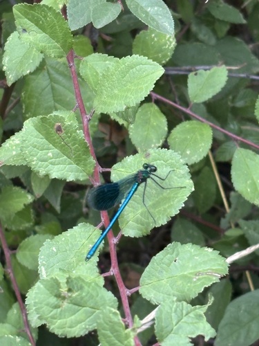 Banded Demoiselle