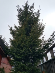 Picea abies