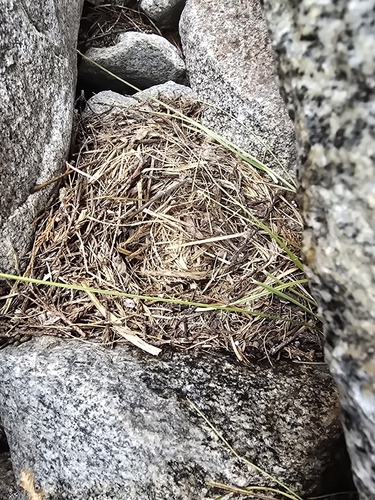 iNaturalist observation photo of Birds