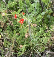 Pelargonium fulgidum