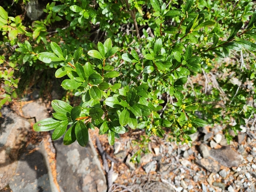Elliottia pyroliflora
