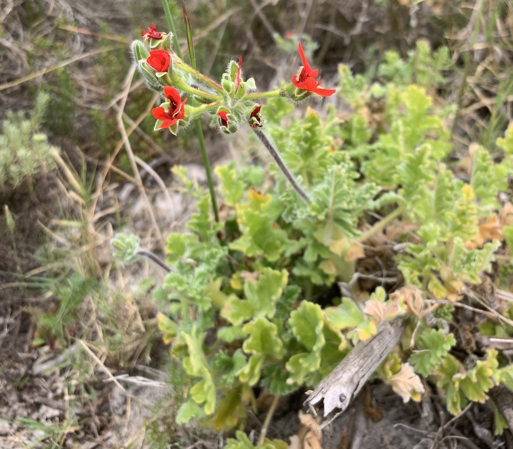 Pelargonium fulgidum; photograph (c) Dave Richardson, some rights reserved (CC BY)