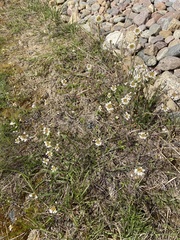 Noccaea caerulescens