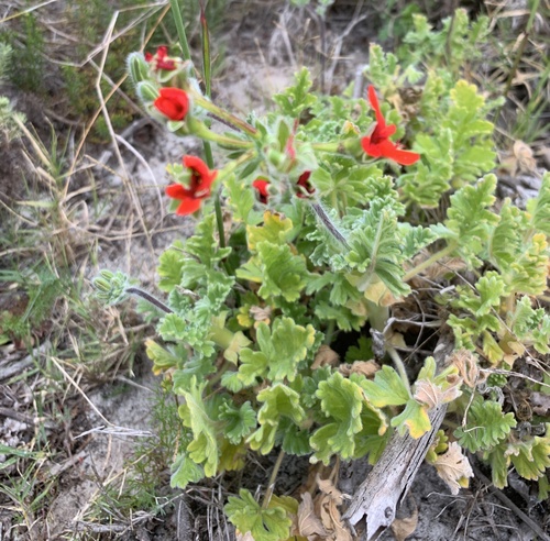 Pelargonium fulgidum, photograph 2