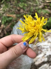 Taraxacum officinale