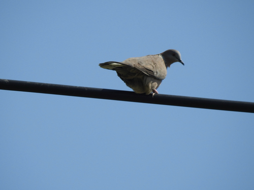 Spotted Dove