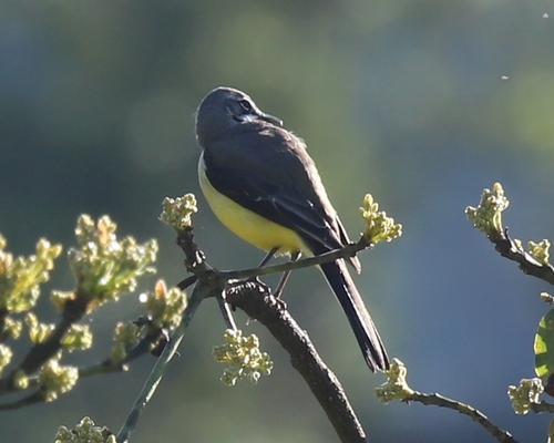 iNaturalist image