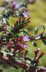 Lythrum tribracteatum