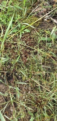 Lindernia procumbens