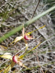 Caladenia pectinata