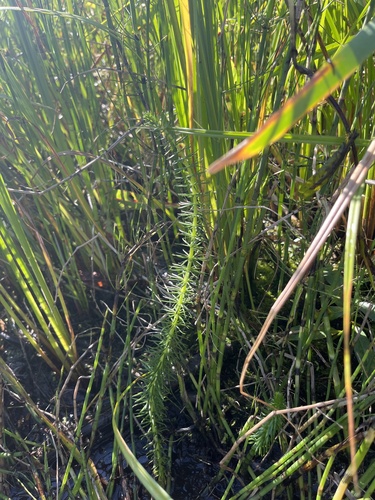 Common Mare's Tail