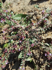 Lythrum tribracteatum