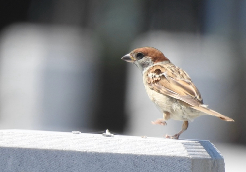 Eurasian Tree Sparrow