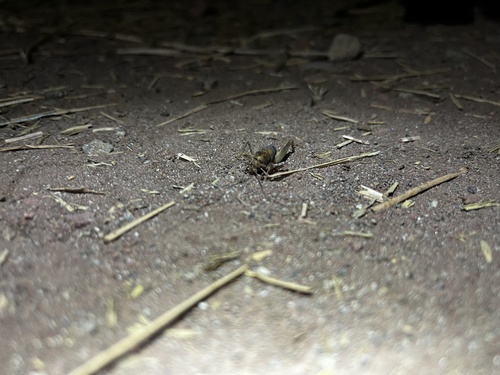 iNaturalist observation photo of Ceuthophilus
