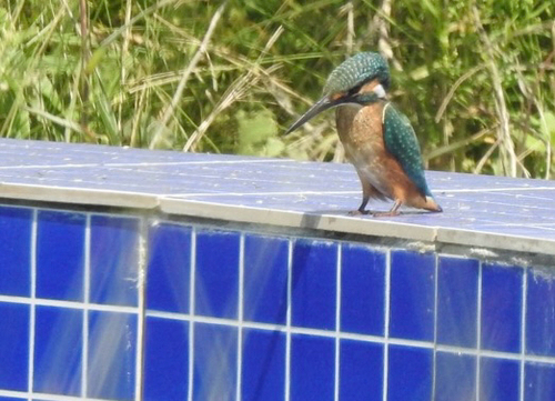 Common Kingfisher