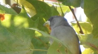 Yellow-billed Grosbeak
