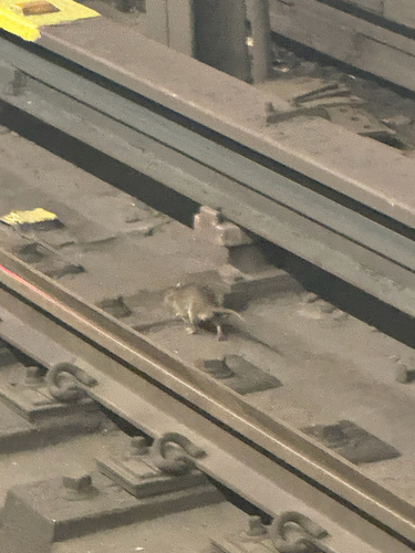 Rat photographed near here on 2026-09-09