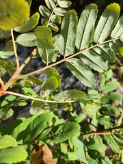 Sorbus sitchensis, photograph author not stated, no rights reserved