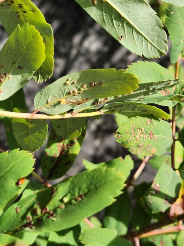 Sorbus sitchensis, photograph 3