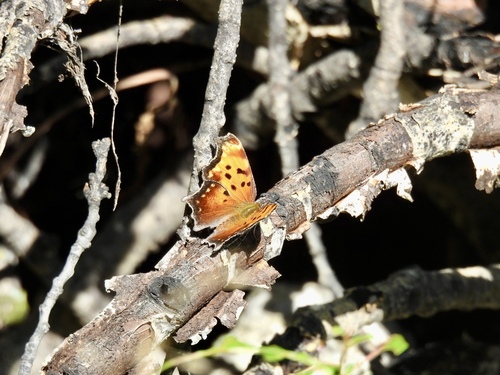 Gray Comma