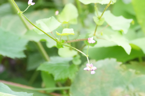 Persicaria senticosa, photograph 3