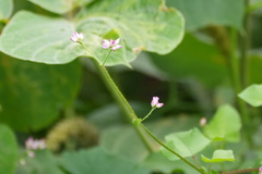 Persicaria senticosa, photograph (c) WATANABE Hitoshi 渡辺仁, some rights reserved (CC BY)