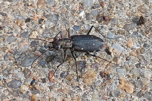 Punctured Tiger Beetle