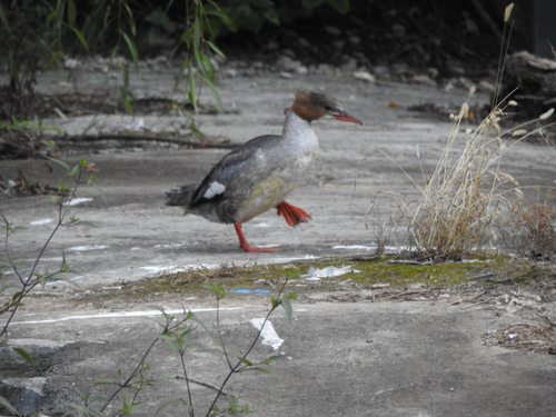Common Merganser