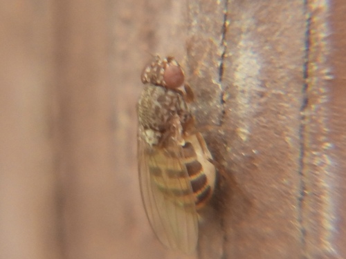 Drosophila hydei observed 2026-09-12