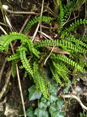 Asplenium trichomanes
