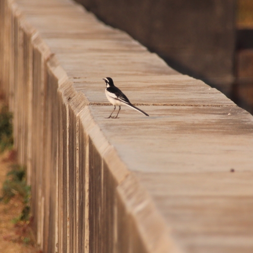African Pied Wagtail