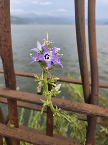Campanula versicolor, photograph 2