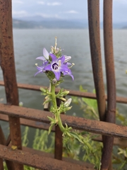 Campanula versicolor, photograph (c) Alex Worsey, some rights reserved (CC BY)