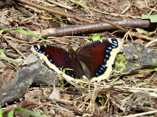 Mourning Cloak
