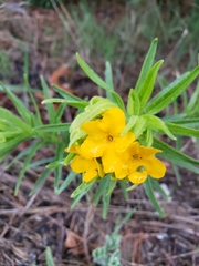 Lithospermum caroliniense