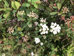 Spiraea × vanhouttei