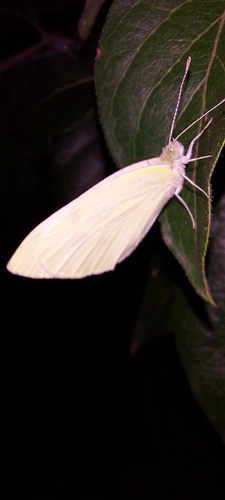 Small White