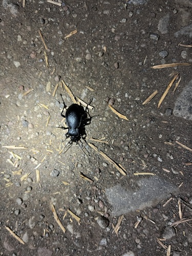 iNaturalist observation photo of Darkling Beetles
