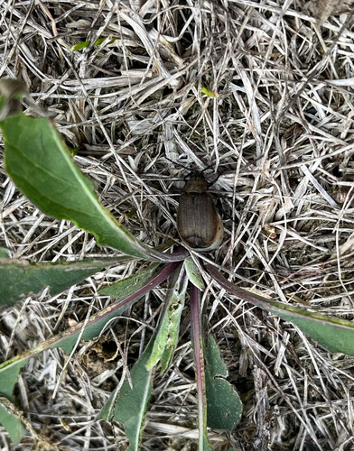 Galeruca pomonae