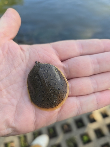 Spiny Softshell
