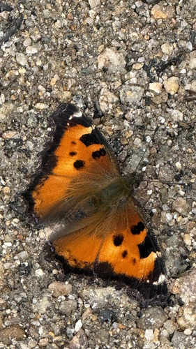 iNaturalist observation photo of California Tortoiseshell