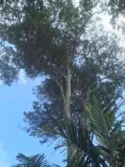 Manilkara spectabilis