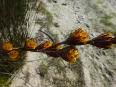 Thamnochortus spicigerus