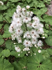 Petasites albus