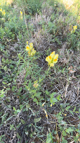 common toadflax