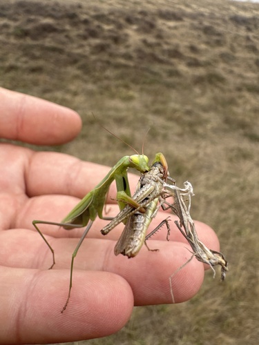 European Mantis
