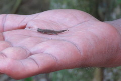 Brookesia tuberculata