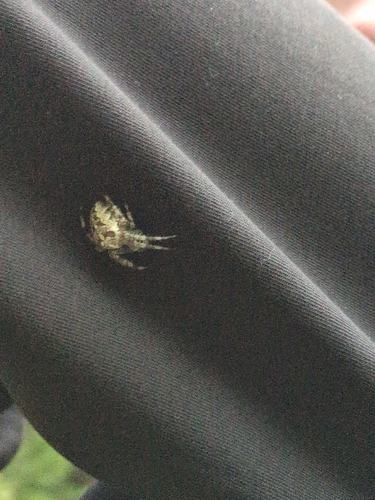 Cross Orbweaver